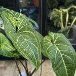 Syngonium Batik variegata