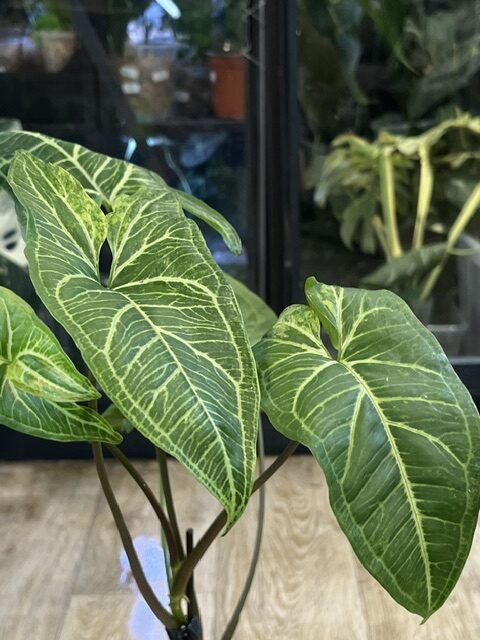 Syngonium Batik variegata (3) Syngonium Batik variegata