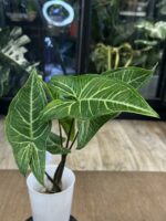 Syngonium Batik Variegata #3 - obrazek 3
