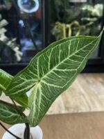 Syngonium Batik Variegata #3 - obrazek 5