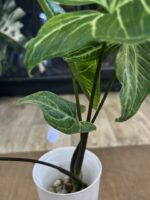 Syngonium Batik Variegata #3 - obrazek 4