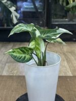Syngonium T25 #1 - obrazek 4