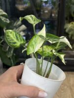 Syngonium T25 #1 - obrazek 3