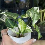 Syngonium T25