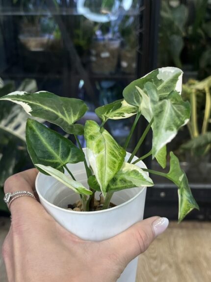 Syngonium T25