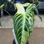 Xanthosoma lindenii 'Variegata', rzadka roślina kolekcjonerska o strzałkowatych liściach z jasnym unaczynieniem i kremową variegacją, Variegarden.