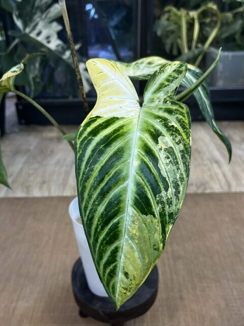Xanthosoma Lindenii variegata (4) Xanthosoma lindenii 'Variegata', rzadka roślina kolekcjonerska o strzałkowatych liściach z jasnym unaczynieniem i kremową variegacją, Variegarden.
