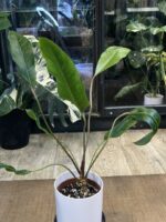 Anthurium renaissance 'Variegata' #1 - obrazek 5