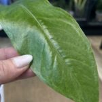 Anthurium renaissance 'Variegata', rzadka roślina kolekcjonerska o długich, pofalowanych liściach z jasnokremową variegacją, Variegarden.