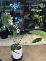 Anthurium renaissance 'Variegata' #1 - obrazek 4