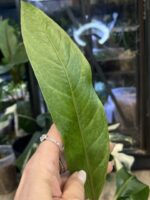 Anthurium renaissance 'Variegata' #1 - obrazek 2