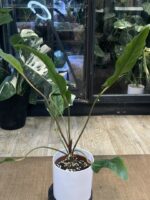 Anthurium renaissance 'Variegata' #1 - obrazek 3