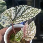 Begonia Snow Capped variegata