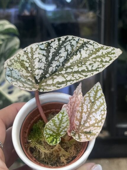 Begonia Snow Capped variegata