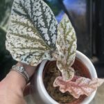 Begonia Snow Capped variegata