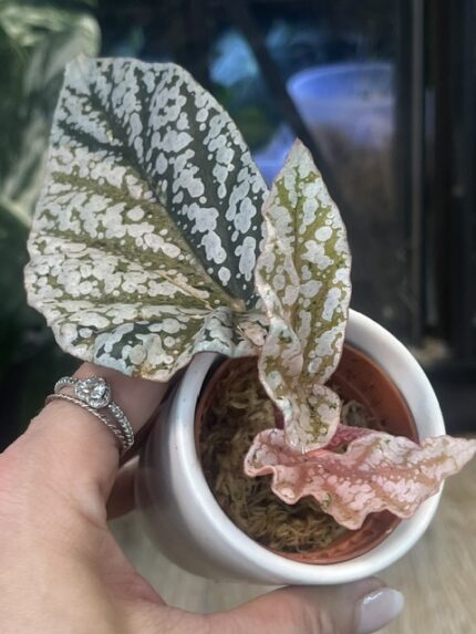 Begonia Snow Capped variegata