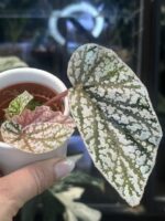 Begonia Snow Capped Variegata #2 - obrazek 3