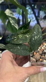 Hoya Amicabilis #4 - obrazek 3