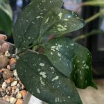 Hoya Amicabilis
