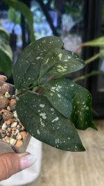 Hoya Amicabilis