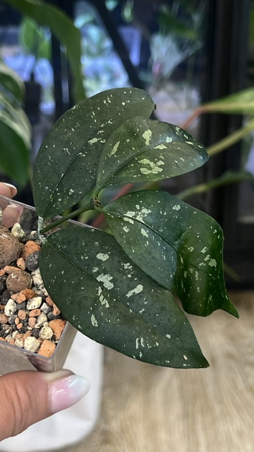 Hoya Amicabilis (4) Hoya Amicabilis