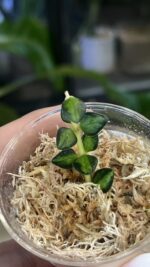 Hoya Chinghungensis variegata #2 - obrazek 2