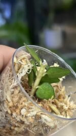 Hoya Chinghungensis variegata #9 - obrazek 3