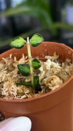 Hoya Chinghungensis variegata #10 - obrazek 3