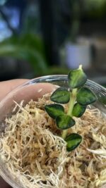 Hoya Chinghungensis variegata #2 - obrazek 3