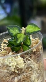 Hoya Chinghungensis variegata #9 - obrazek 2