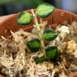 Hoya Chinghungensis variegata