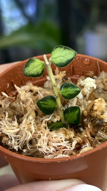 Hoya Chinghungensis variegata