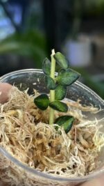 Hoya Chinghungensis variegata