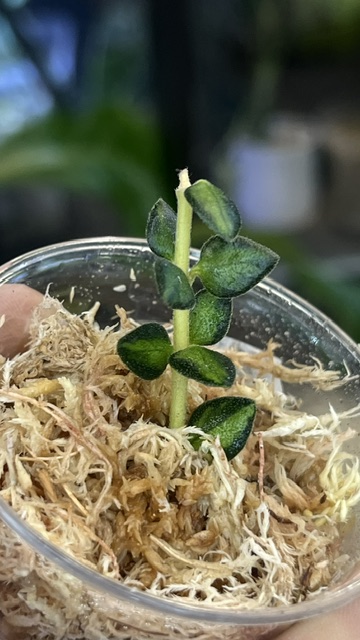 Hoya Chinghungensis variegata