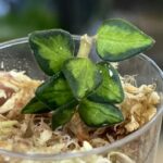 Hoya Chinghungensis variegata