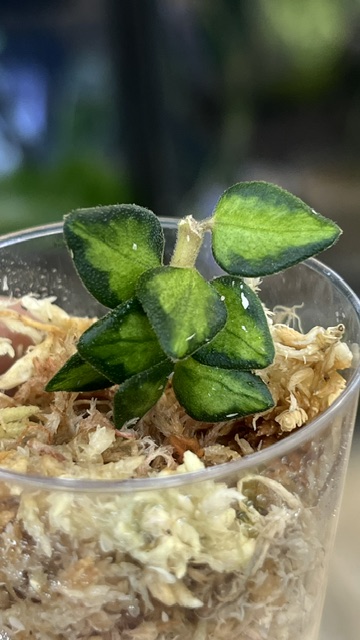 Hoya Chinghungensis variegata