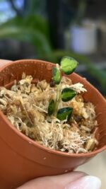 Hoya Chinghungensis variegata #10 - obrazek 2