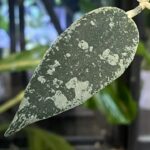 Hoya Flagellata Silver