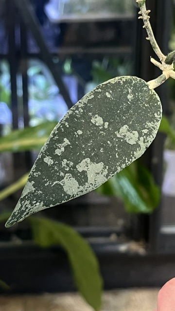 Hoya Flagellata Silver