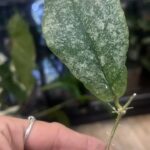 Hoya Mitrata Silver sp Kapuas Hulu