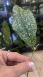 Hoya Mitrata Silver sp Kapuas Hulu