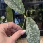Hoya Mitrata Silver sp Kapuas Hulu