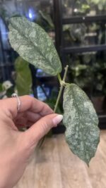 Hoya Mitrata Silver sp Kapuas Hulu