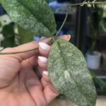 Hoya Mitrata Silver sp Kapuas Hulu
