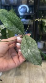Hoya Mitrata Silver sp Kapuas Hulu