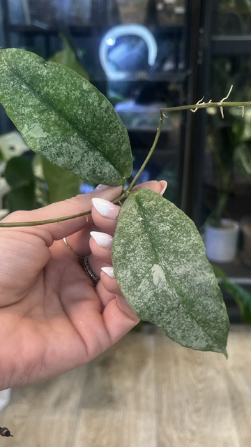 Hoya Mitrata Silver sp Kapuas Hulu (1) Hoya Mitrata Silver sp Kapuas Hulu