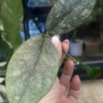 Hoya Mitrata Silver sp Kapuas Hulu