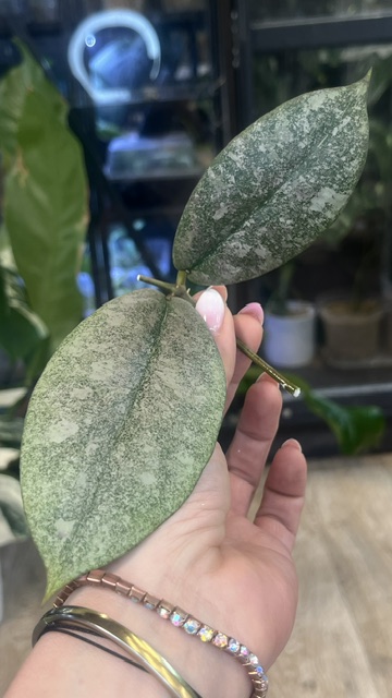 Hoya Mitrata Silver sp Kapuas Hulu (1) Hoya Mitrata Silver sp Kapuas Hulu