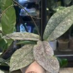Hoya Mitrata Silver sp Kapuas Hulu