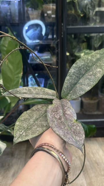 Hoya Mitrata Silver sp Kapuas Hulu (1) Hoya Mitrata Silver sp Kapuas Hulu